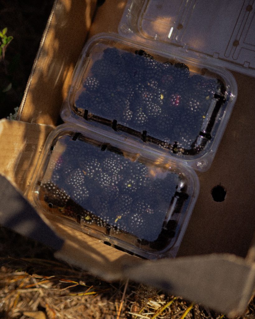 Berry picking-5 Berry picking